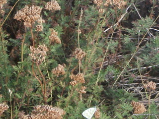 Pista Altomontana